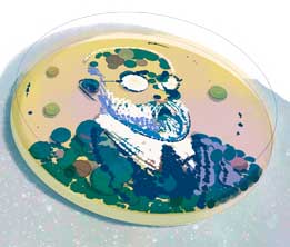 Robert Koch Portrait als Bakterienzucht